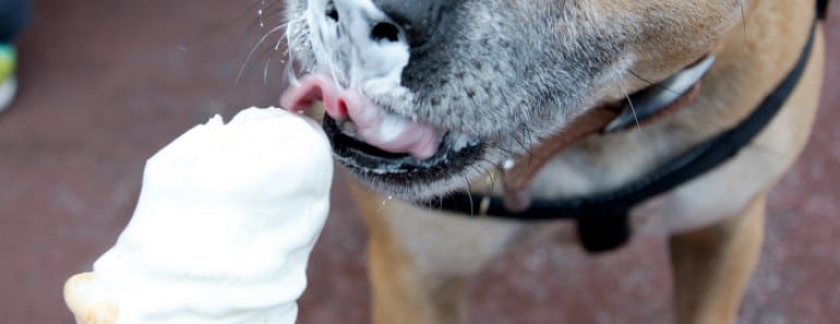 helados para perros
