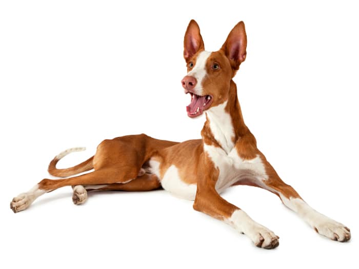 Podenco ibicenco