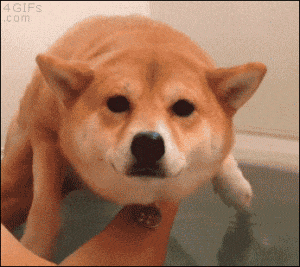 perro gif verano
