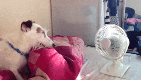 gif perro verano