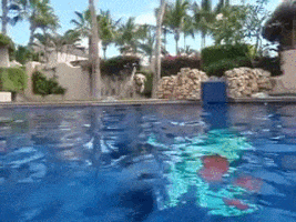 perro verano gif