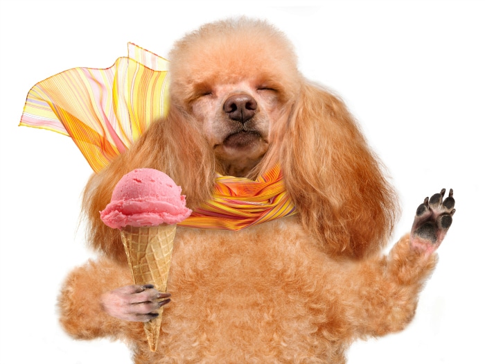 Perro a gusto con su helado