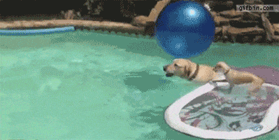 gif perro verano