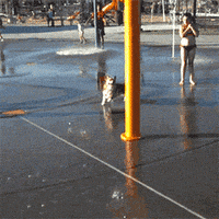perro verano gif