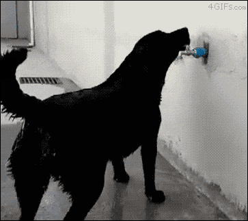 perro gif verano