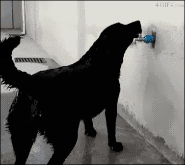 caja registradora transfusión Colonos Gifs graciosos de perros bañándose y disfrutando del verano - Todo mascotas