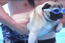 perro gif verano