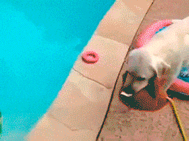 perro gif verano