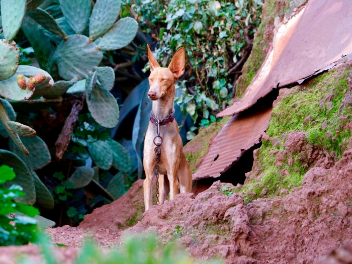 Podenco Canario