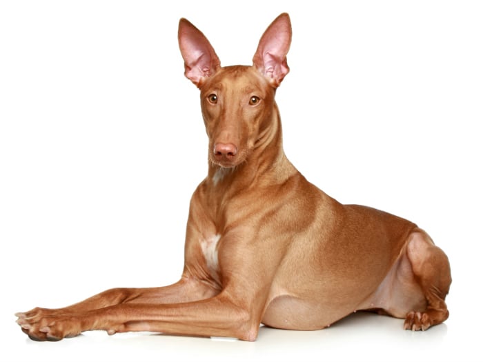 Podenco faraónico