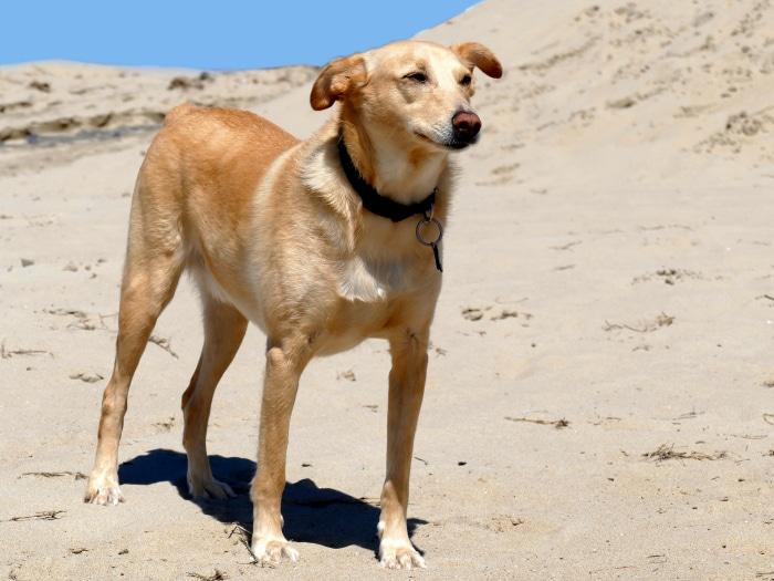 Podenco híbrido