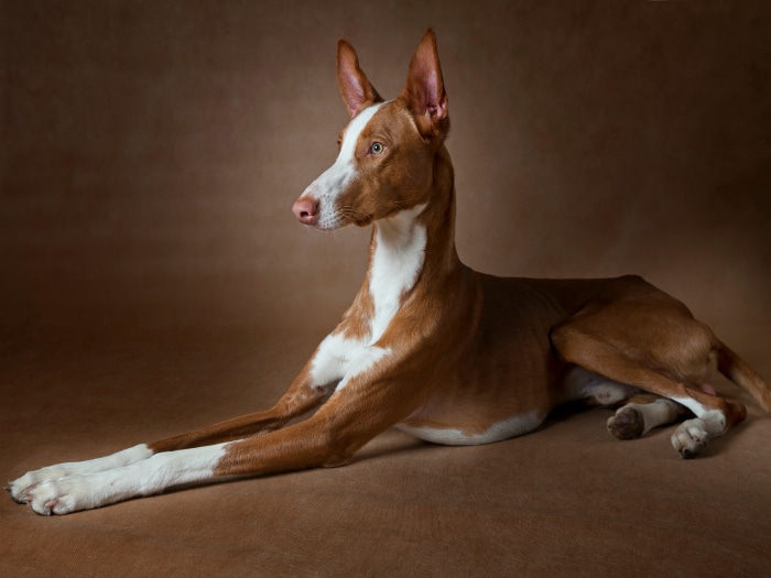 Podenco ibicenco