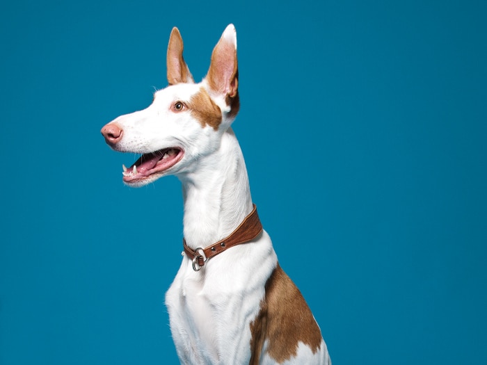 Podenco ibicenco