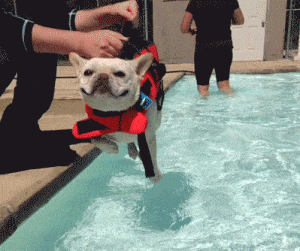 perro gif verano
