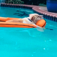 gif perro verano