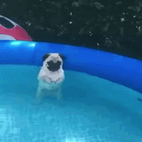 perro agua gif