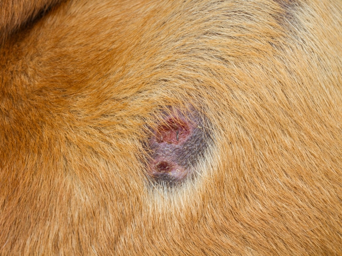 Heridas por pulgas garrapatas perros