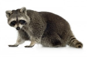 Mapache vs perro mapache