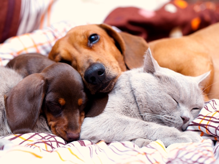 Cómo curar la sarna en perros, mascotas en casa
