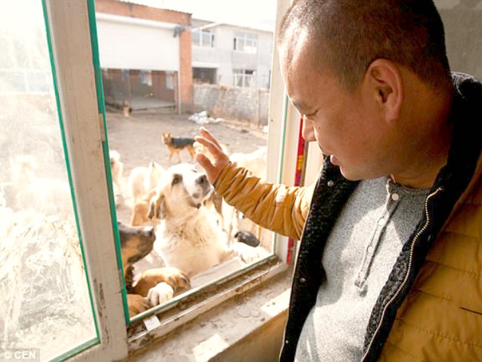 Chino millonario gasta fortuna salvando perros de granjas