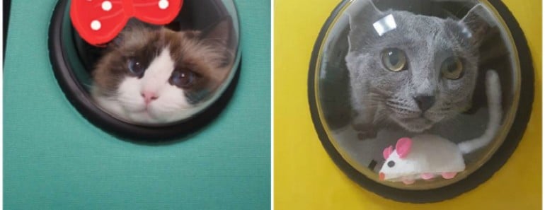 Mochilas gato burbuja