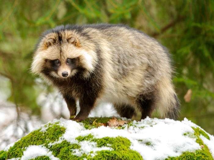 Tanuki o Perro Mapache