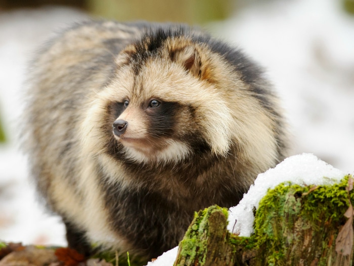 Perro Mapache o Tanuki