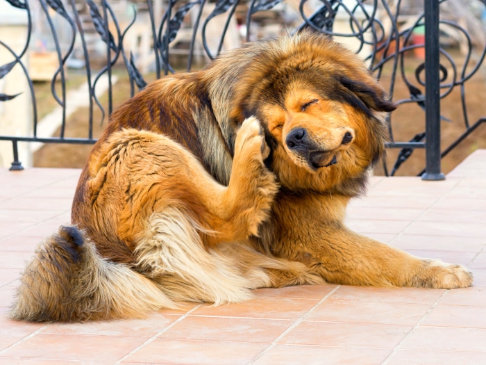 Impuestos metodología Red de comunicacion Pasos para acabar con las pulgas de tu perro de una vez por todas