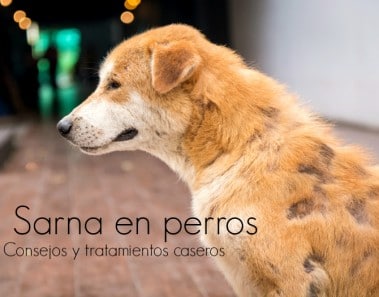 Cómo curar la sarna en perros, consejos y remedios caseros
