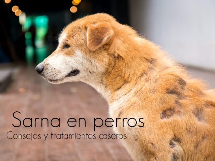 Cómo curar la sarna en perros? Consejos y remedios caseros