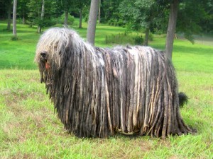Bergamasco raza perro rara