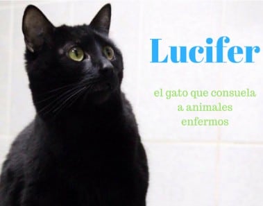 Lucifer el gato que cuida de animales enfermos