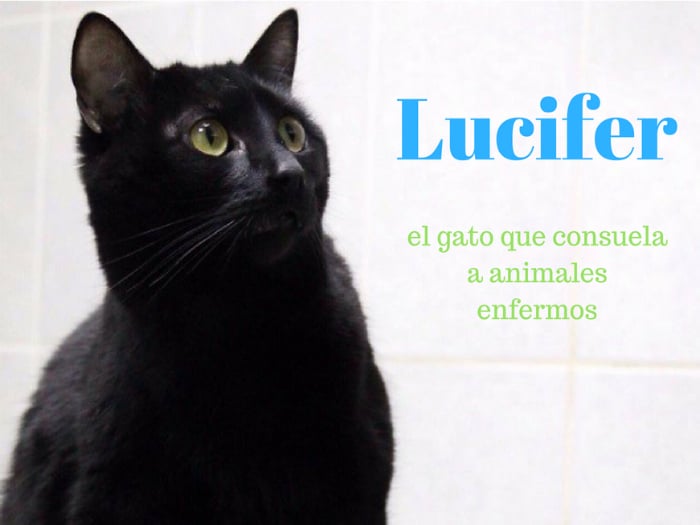 Lucifer el gato que cuida de animales enfermos