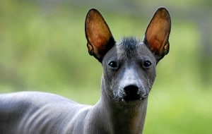xoloitzcuintle perro raza rara