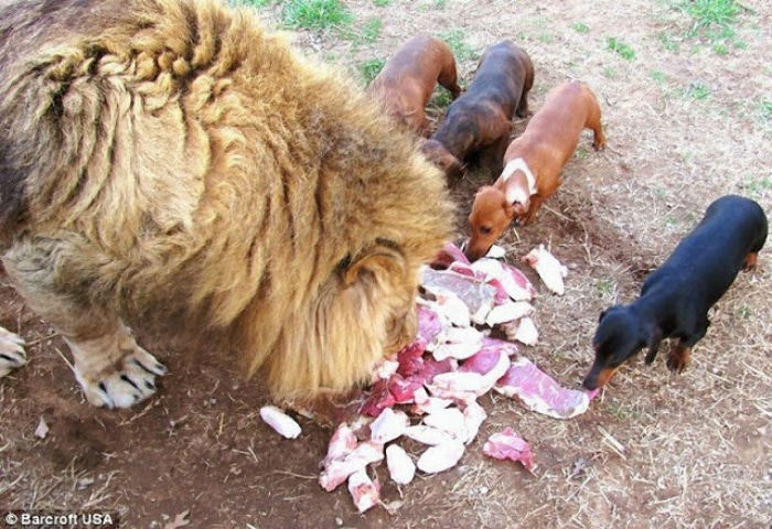 León y perro salchicha amigos