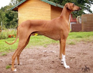 Azawakh raza de perro extraña