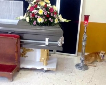 Bayron Max el perro que recorrió millas hasta llegar al funeral de su dueña