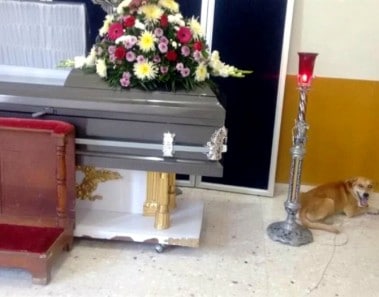 Bayron Max el perro que recorrió millas hasta llegar al funeral de su dueña