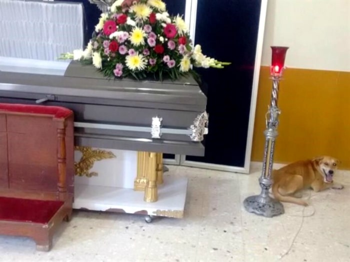Bayron Max el perro que recorrió millas hasta llegar al funeral de su dueña