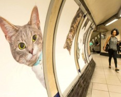 Carteles de gatos en el metro de Londres