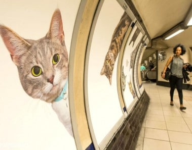 Carteles de gatos en el metro de Londres