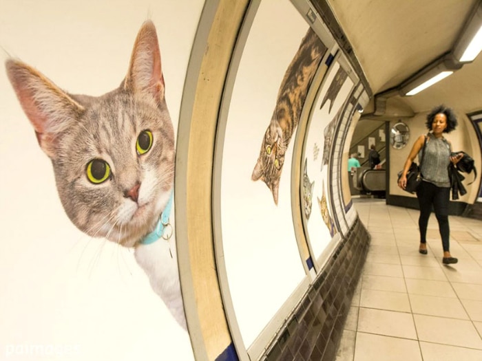 Carteles de gatos en el metro de Londres