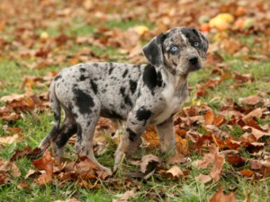 Perro Leopardo raza rara de perro