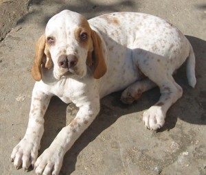 Catalburun razas raras de perros