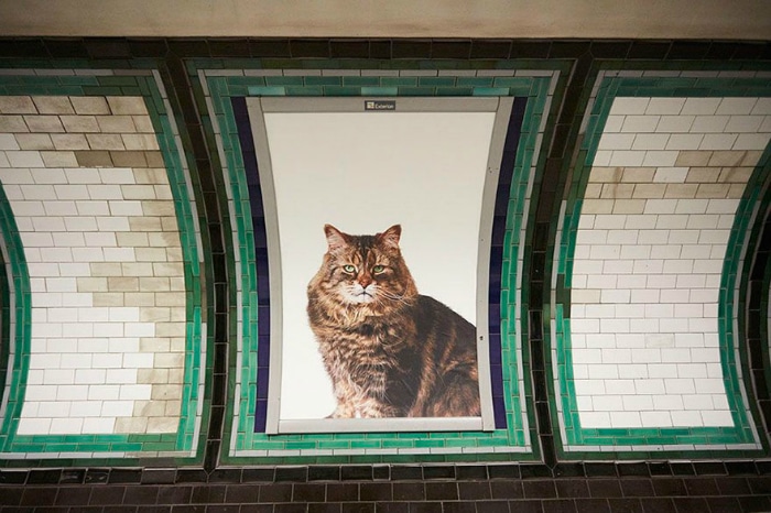 Carteles de gatos en el metro de Londres