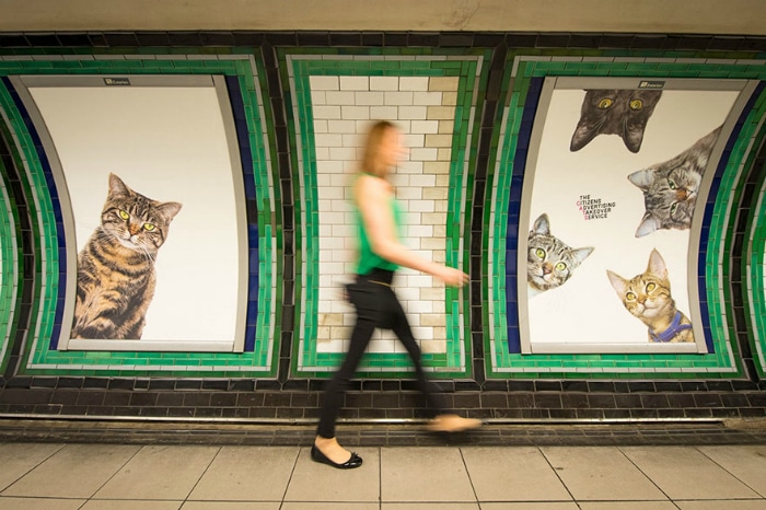 Carteles de gatos en el metro de Londres