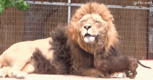 Perro lamiendo a león gif