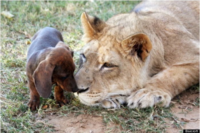 León y  perro salchicha cachorros
