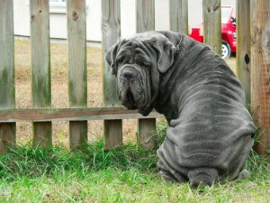 Mastín Napolitano razas raras de perro