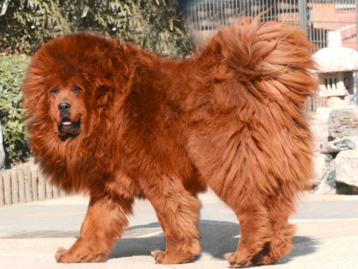 Mastín tibetano razas raras de perro